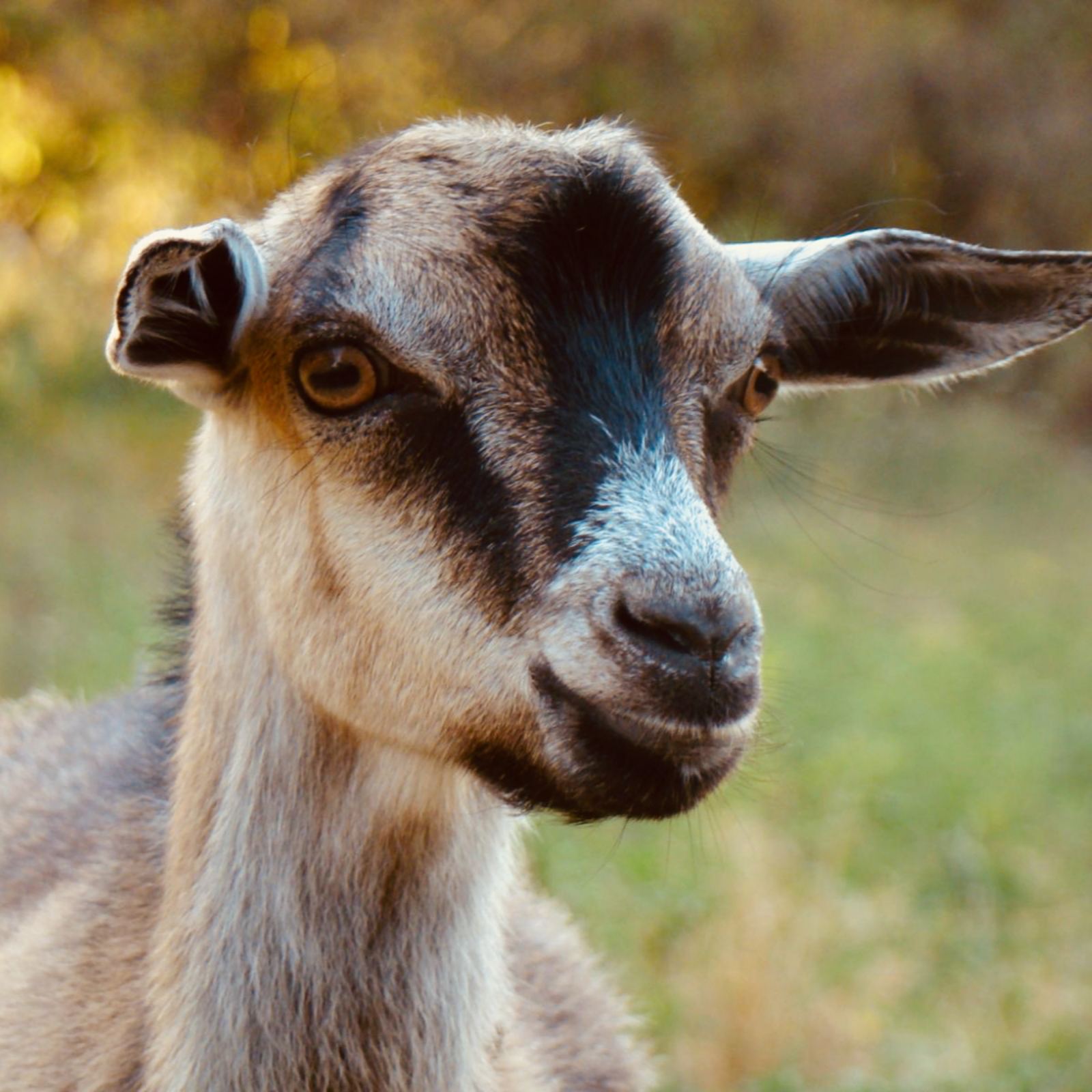 Gentle eyes of a young goat